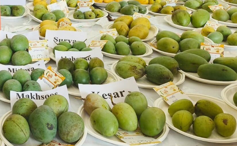 लखनऊ में होगा आम महोत्सव (Mango Festival), सैकड़ों किस्मों का होगा प्रदर्शन
