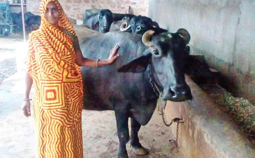 ककलपुरा बना मुर्रा नस्ल की भैंसों (Murrah buffaloes) का गांव