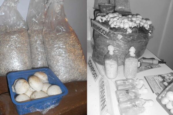 ‘स्पान’  से फूटते रोजगार के अंकुर