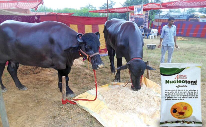 दुधारू पशुओं (Dairy Animals) के लिए सही खुराक न्यूक्लियोटोन