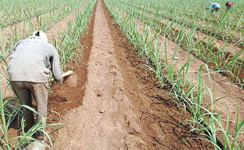 अधिक मुनाफे के लिए उगाएं गन्ने के साथ अन्य फसलें