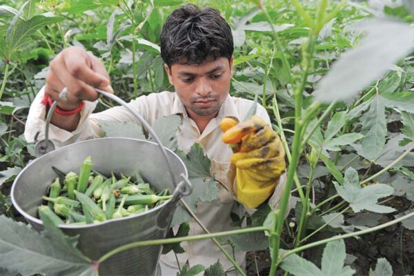 भिंडी की खेती (Okra Cultivation) से लें ज्यादा पैदावार