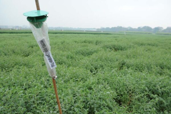 फैरोमौन ट्रैप (Pheromone Traps) करे कीटों से फसल का बचाव