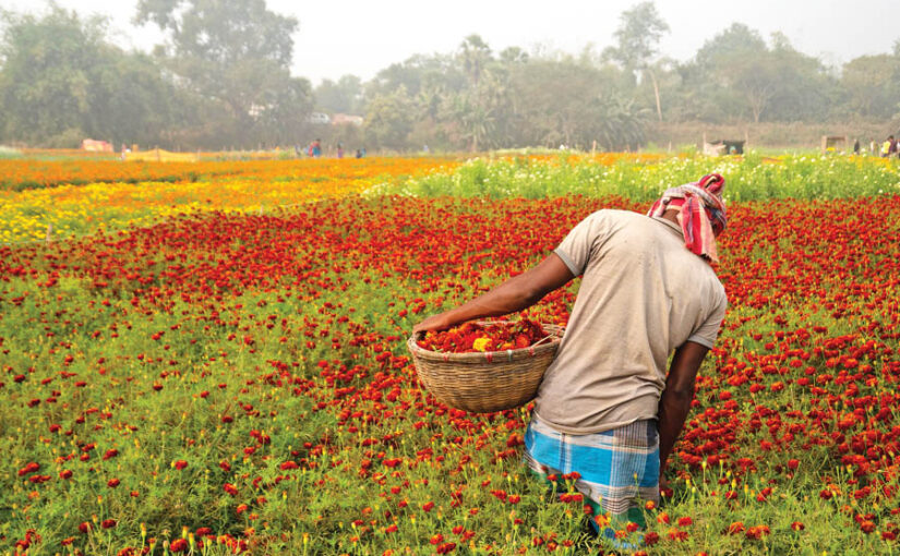 गेंदा का रकबा बढाने के लिए उद्यान विभाग की अनूठी पहल