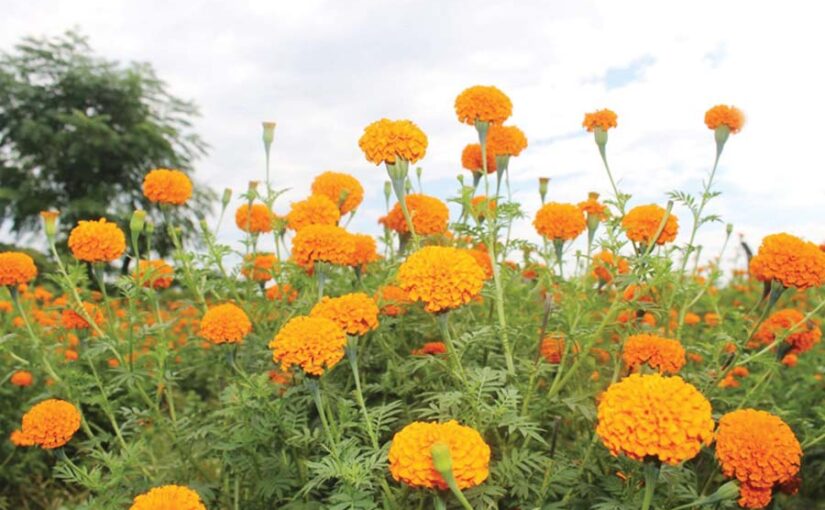 गेंदा की खेती (Marigold Cultivation) से महकता किसान