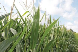जेनेटिकली मोडिफाईड फसलों (Genetically Modified Crops)