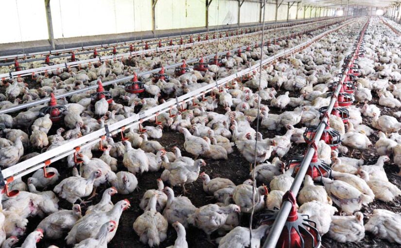 मुरगीपालन (Poultry Farming) फायदे का सौदा