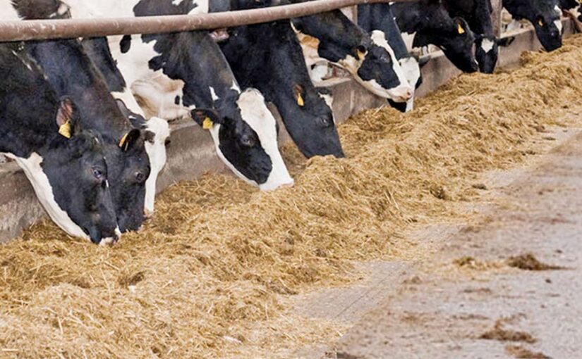 पशुओं के लिए साइलेज दूध का बढ़ाए माइलेज