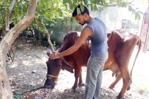 pashu rog joonotik