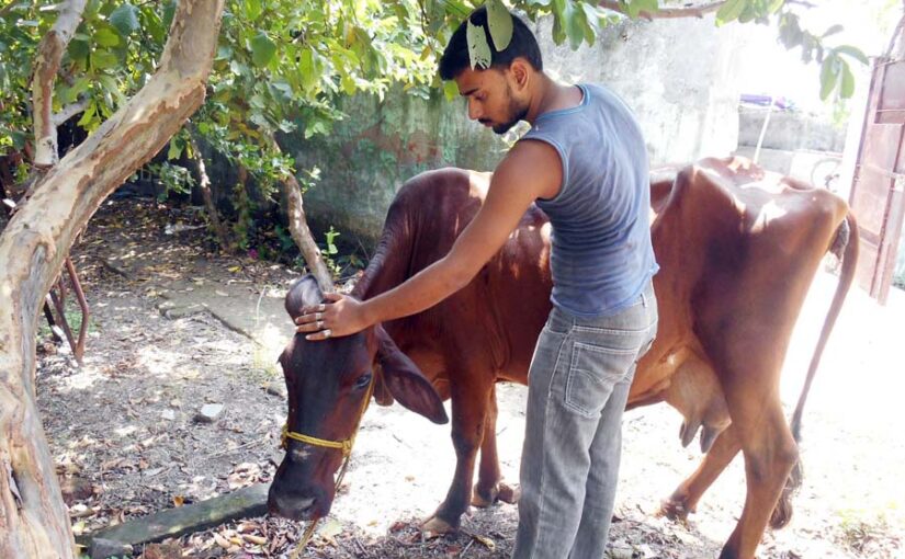 सभी पशु रोग जूनोटिक नहीं होते