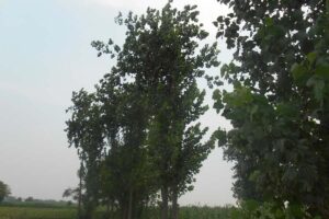 पोपलर (poplar)