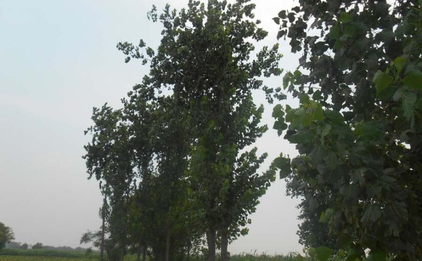 खेती के साथ पोपलर (poplar) उगाएं, ज्यादा कमाएं