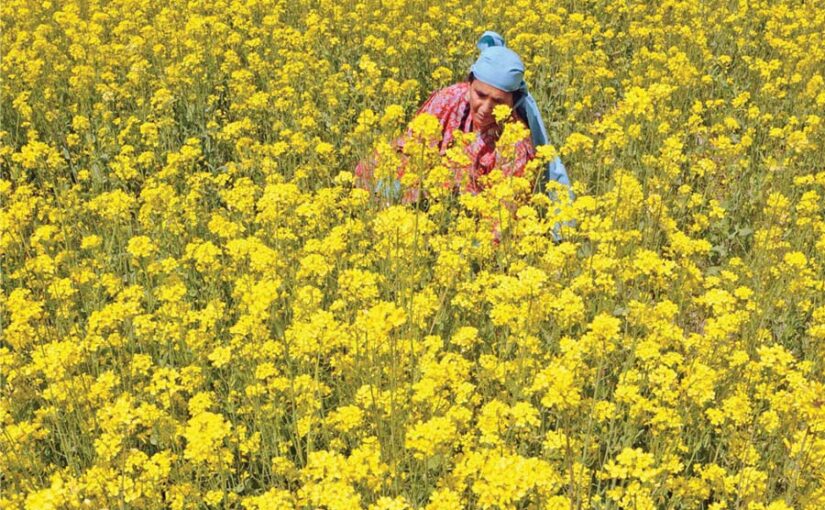 सरसों (Mustard) के प्रमुख खरपतवारों का प्रबंधन