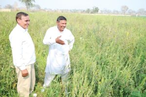 सरसों (Mustard) में रोग प्रबंधन कर मिले ज्यादा पैदावार