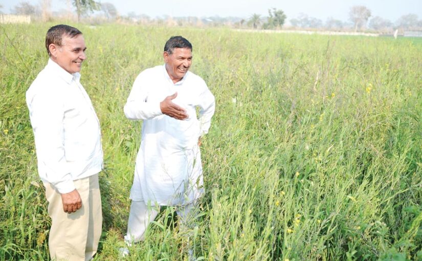 सरसों (Mustard) में रोग प्रबंधन कर मिले ज्यादा पैदावार