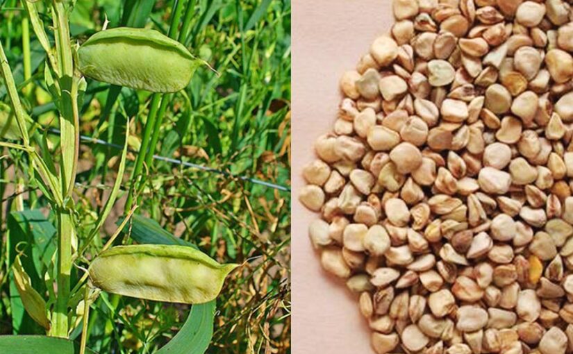 ऐसे बढ़ाएं तिवड़ा की पैदावार