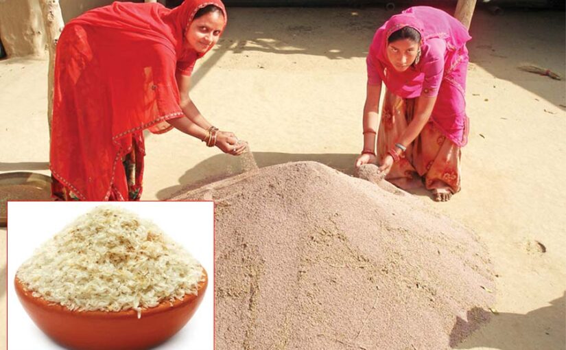 ईसबगोल (Isabgol) की जैविक खेती