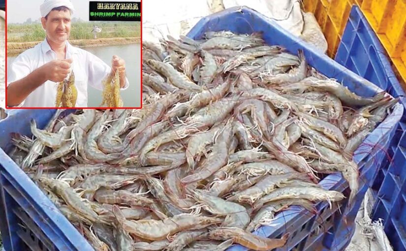 खारे पानी में सफेद झींगापालन (Shrimp Farming) से कमाई