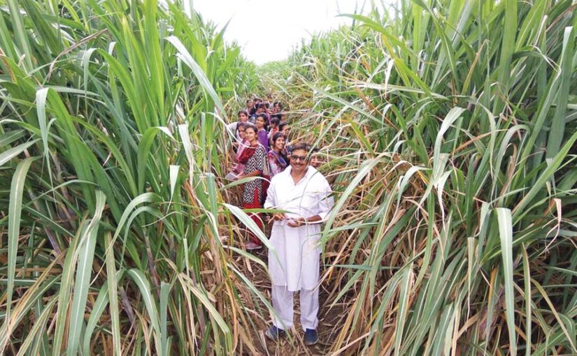 ट्रेंच विधि से गन्ना (Sugarcane) उत्पादन