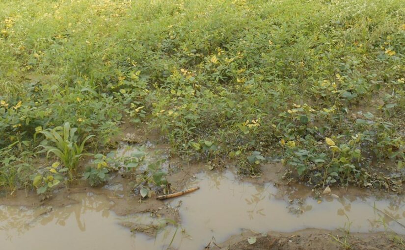 अधिक वर्षा (Excessive Rainfall) से फसल को कैसे करें सुरक्षित