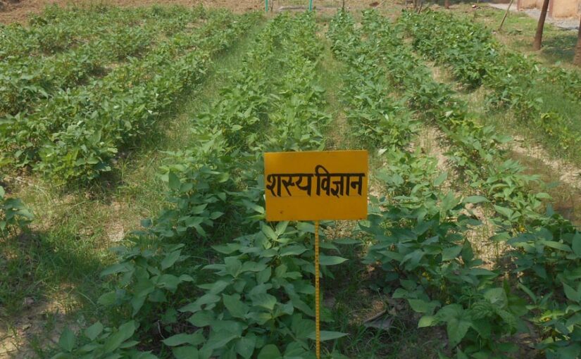 दलहनी फसलों में कीटों की करें रोकथाम