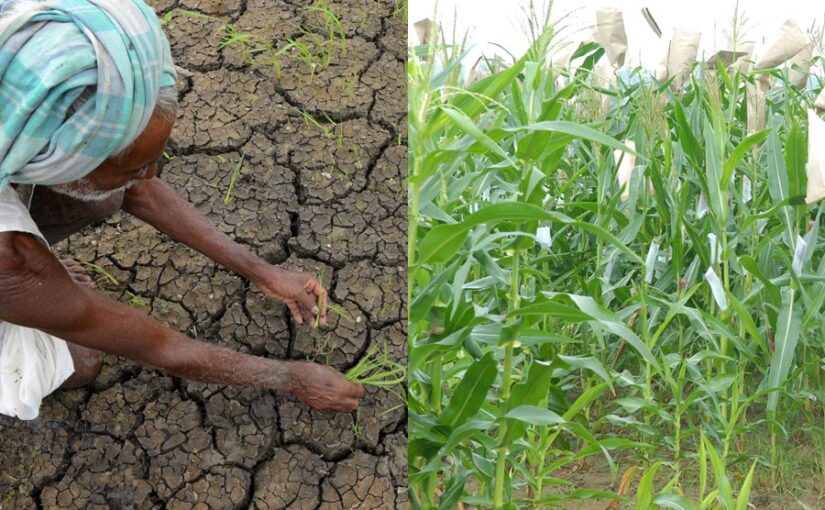 कम बारिश से किसान न हों परेशान, धान की जगह बोएं ज्वार, बाजरा