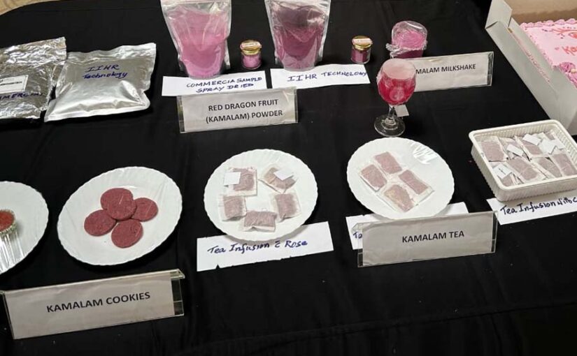 ऊंची कीमत पर बिकता है ड्रैगन फ्रूट का पाउडर (Dragon Fruit Powder)