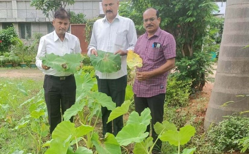 अरबी फसल को झुलसा रोग से कैसे बचाएं