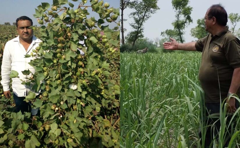 खाद्य फसल से नकदी फसल (Cash Crops) की ओर बढ़ता कृषि क्षेत्र