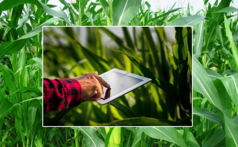 जल्द करा लें फसल बीमा (Crop Insurance) यह है बीमा कराने की अंतिम तिथि