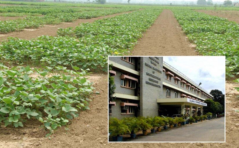 कृषि क्षेत्र (Agriculture Sector) में आईसीएआर का है अहम योगदान