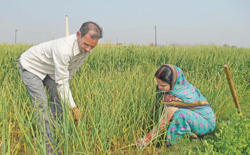 लहसुन (Garlic) की आधुनिक खेती
