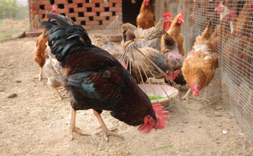 मुरगीपालन (Poultry Farming) से 5 माह में ही 13 लाख कमाए
