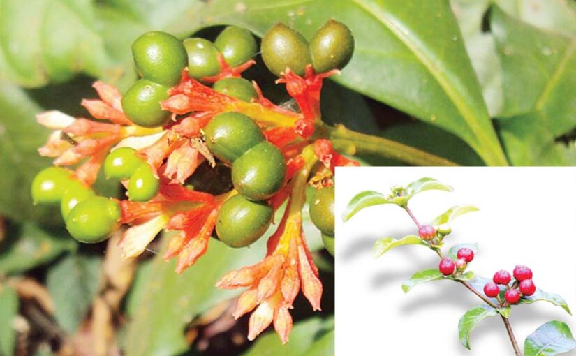 सर्पगंधा (Sarpagandha) एक कारगर पौधा