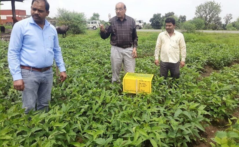 सोयाबीन फसल में कीट नियंत्रण के लिए अपनाएं यह उपाय