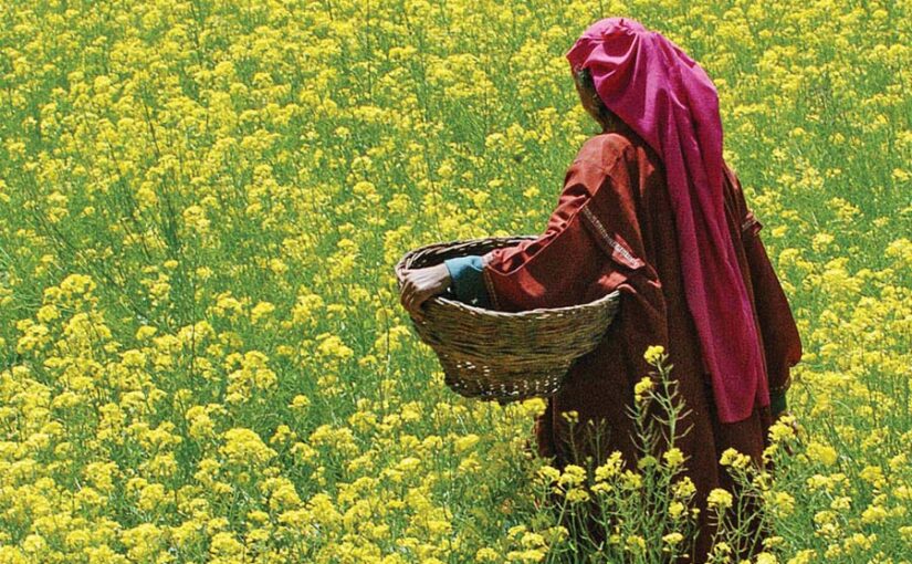 तोरिया की वैज्ञानिक खेती