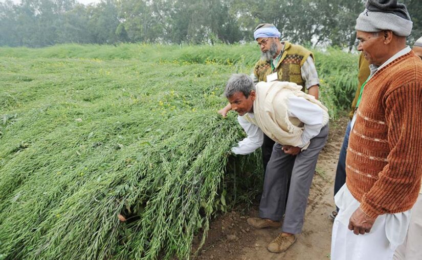 सरसों (Mustard) की खेती और पूसा की उन्नत किस्में