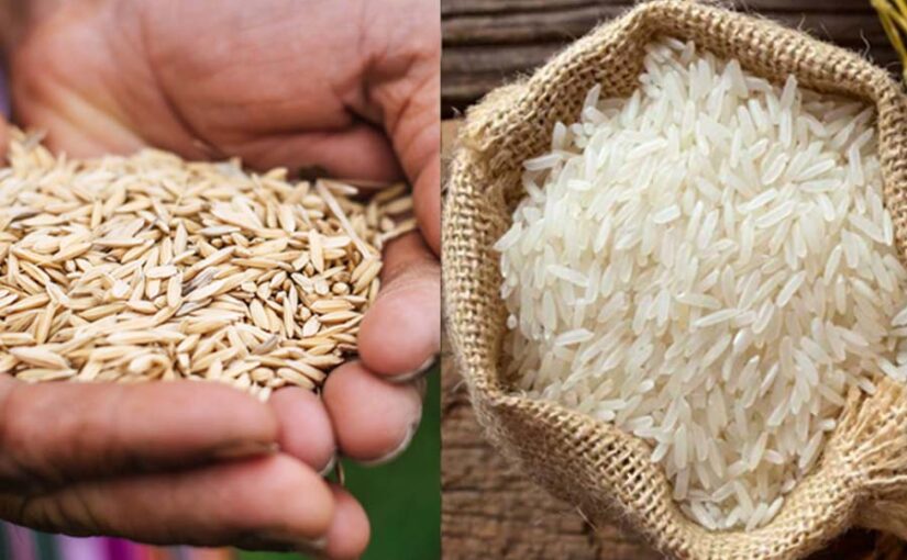 अंधाधुंध कीटनाशकों के चलते बासमती चावल पर गिरी गाज