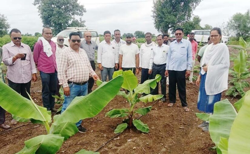 सीएमवी वायरस से केले (Bananas) को बचाएं