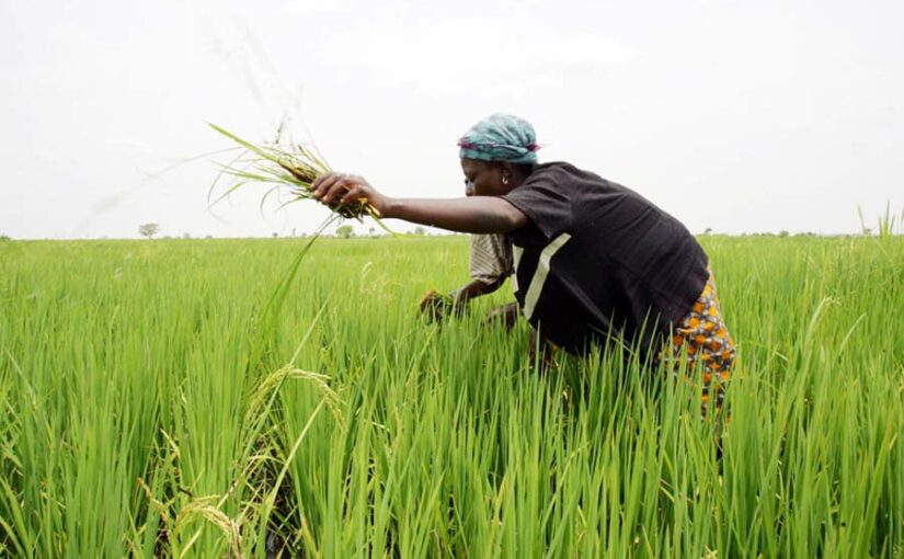धान की फसल (Paddy Crop) को बचाएं खैरा बीमारी से