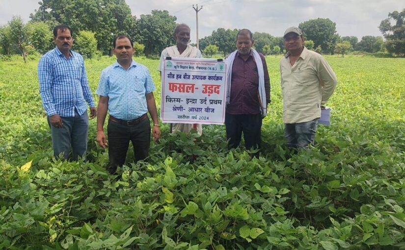 खड़ी फसल में करें रोगिंग, मिलेगी अच्छी पैदावार