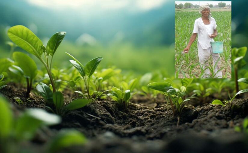 फास्फेटिक और पोटैशिक उर्वरकों (fertilizers) पर भी सब्सिडी मिलेगी