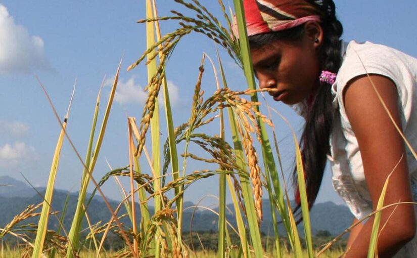 गैरबासमती चावल किस्मों के निर्यात को बढ़ावा