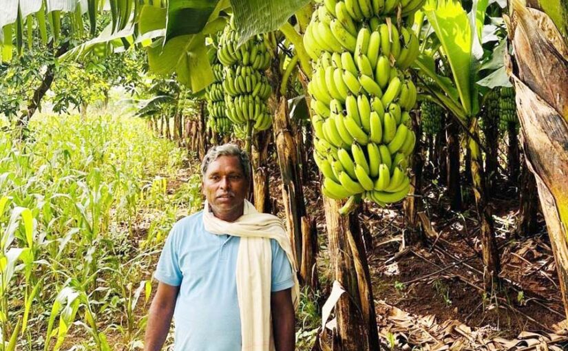 जबलपुर मंडी में हाथोंहाथ बिक रहे हैं छिंदवाड़ा केले (Chhindwara Bananas)