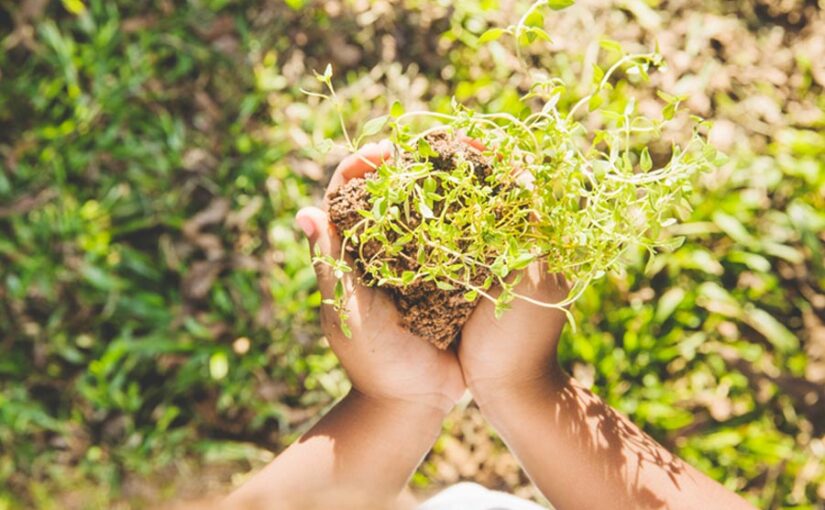 औषधीय खेती (Medicinal Farming) के लिए प्रोत्साहन, बढ़ेगी आमदनी