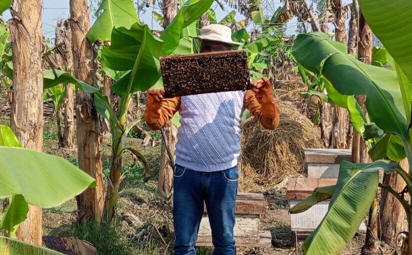 मधुमक्खीपालन (Beekeeping) व शहद प्रसंस्करण (Honey Processing) करना हुआ आसान