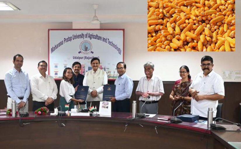 मक्का बीज उत्पादन (Maize Seed Production) में एमपीयूएटी का खास योगदान