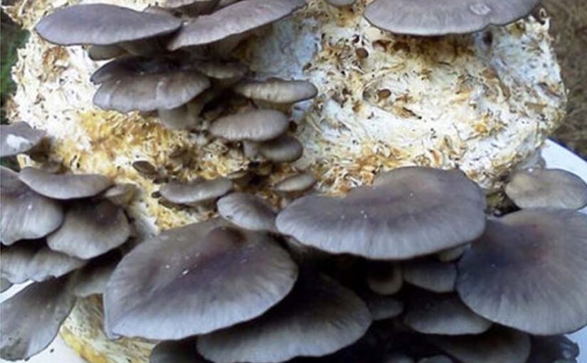 रेगिस्तानी खुंबी (Desert Mushroom) अब प्रयोगशाला में उगेगी