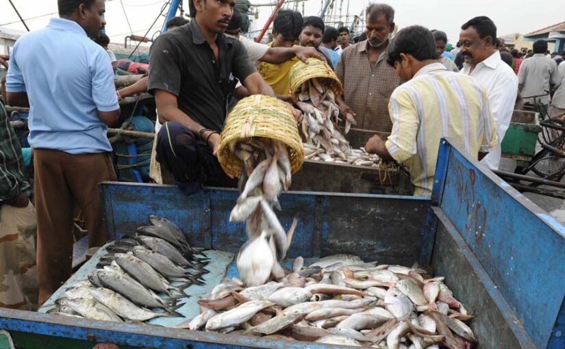 मत्स्यपालन (Fisheries) है भारतीय अर्थव्यवस्था का आधार