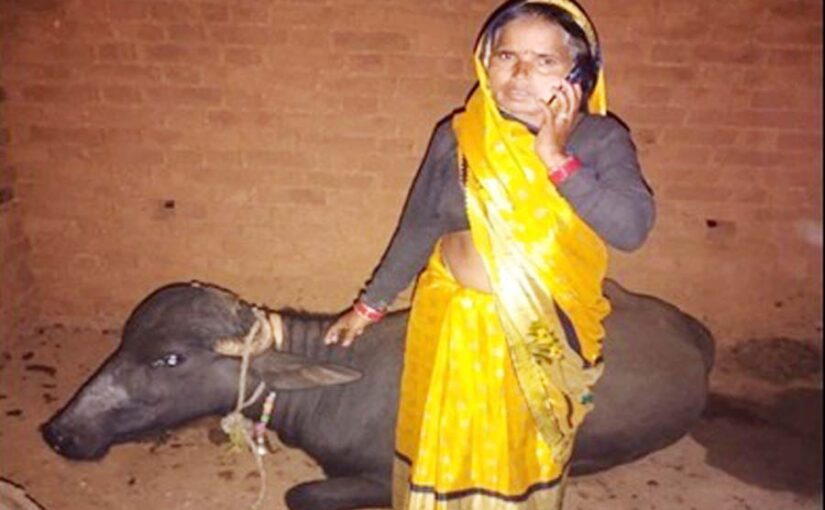 पशुपालन (Animal husbandry) से मीरा की आमदनी हुई डेढ़ लाख रुपए सालाना